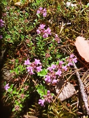 Thymus serpyllum