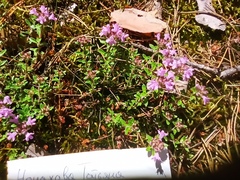 Thymus serpyllum