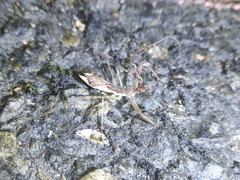 Epidaus