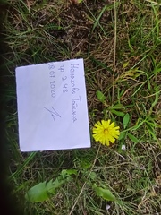 Pilosella officinarum