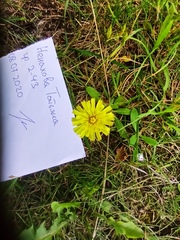 Pilosella officinarum