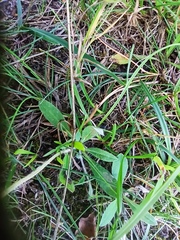 Pilosella officinarum