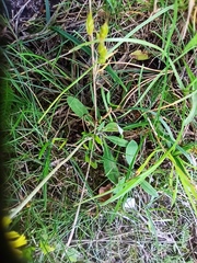 Pilosella officinarum