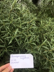 Hippophae rhamnoides