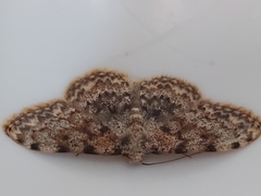 Scopula rufomixtaria