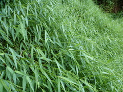 Panicum hochstetteri