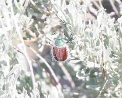Paracotalpa granicollis