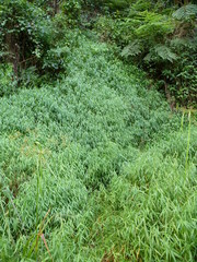 Panicum hochstetteri