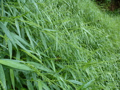 Panicum hochstetteri
