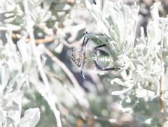 Paracotalpa granicollis