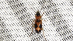 Badister neopulchellus