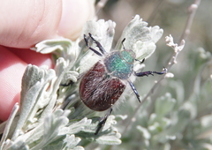 Paracotalpa granicollis
