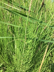 Equisetum fluviatile