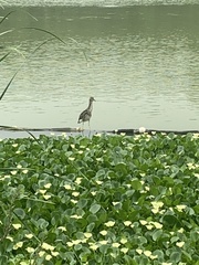 Nycticorax nycticorax