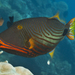 Orangestripe Triggerfish - Photo (c) mattdowse, some rights reserved (CC BY-NC), uploaded by mattdowse