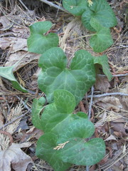 Asarum hartwegii