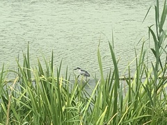 Nycticorax nycticorax