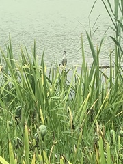 Nycticorax nycticorax