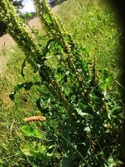 Rumex crispus