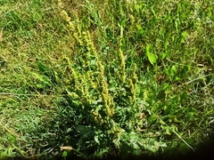 Rumex crispus