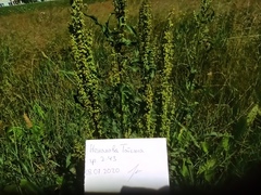 Rumex crispus
