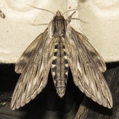 Sphinx canadensis