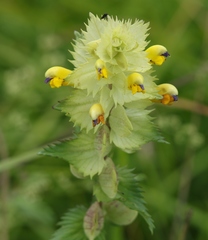 Rhinanthus freynii