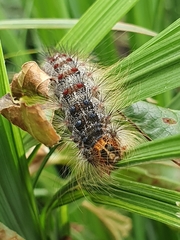 Lymantria dispar