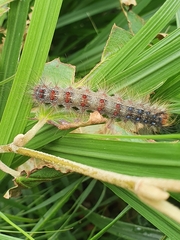 Lymantria dispar