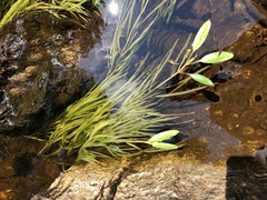Potamogeton epihydrus