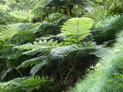 Cyathea manniana