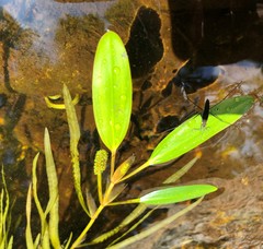 Potamogeton epihydrus