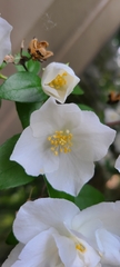 Philadelphus
