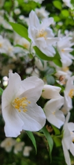 Philadelphus