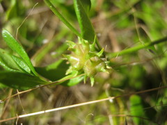 Opercularia ovata