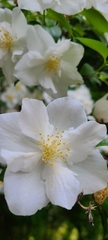 Philadelphus