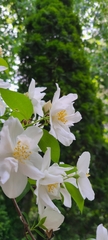 Philadelphus
