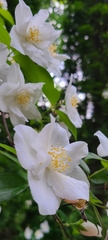Philadelphus