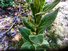 Verbascum thapsus