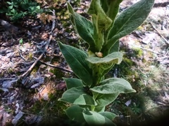 Verbascum thapsus