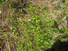 Opercularia ovata