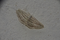 Scopula opicata
