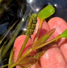 Potamogeton epihydrus