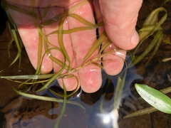 Potamogeton epihydrus