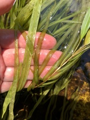 Potamogeton epihydrus