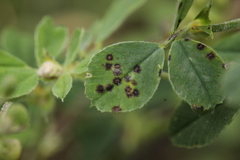 Pseudopeziza medicaginis