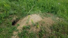 Marmota bobak