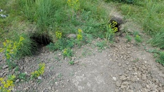 Marmota bobak