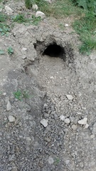 Marmota bobak