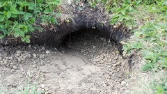 Marmota bobak